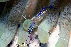 Pederson's cleaner shrimp - with clutch of eggs which app... by Alan Lyall 